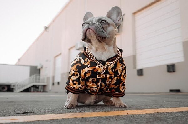 Dog Fashion: Trend or Necessity?