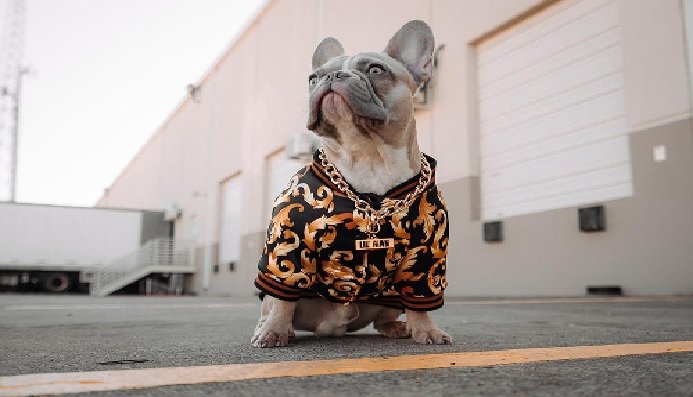 Dog Fashion: Trend or Necessity?